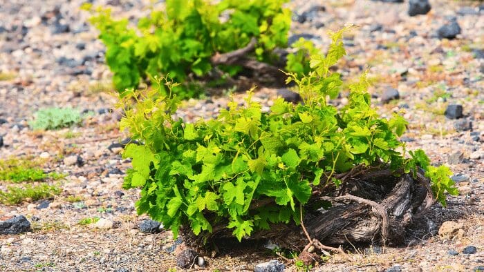 Santorini kouloura vine trained in a basket shape growing in volcanic soil, used for producing Assyrtiko wine.