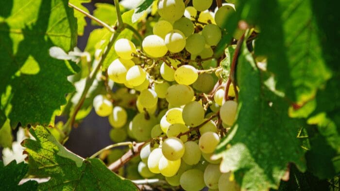 Close-up of Assyrtiko grapes growing on a vine in Santorini’s volcanic soil, a key grape variety for Santorini wines.